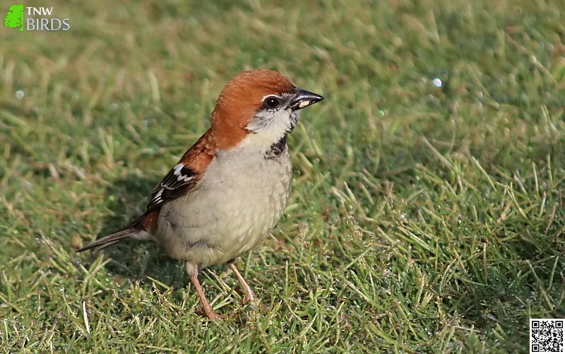 Russet Sparrow